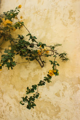 Eine gelbe Bougainvillea vor einer Kalksteinwand