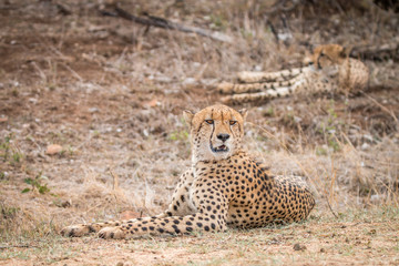 Cheetah laying in the grass.