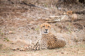 Cheetah laying in the grass.