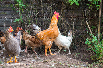 hen and rooster