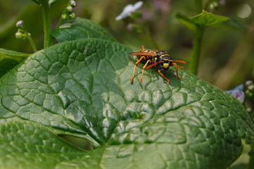 Wasp on leaf at sunny day