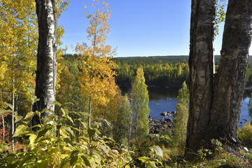 Birch with yellow leaf and blue water and blue sky in background