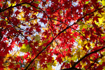 Red leaves of Acer tree in Autumn. Backlit with shallow depth of field.