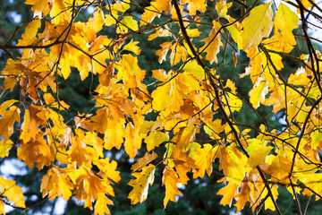 Golden brown leaves in Autumn. Backlit medium close-up with shallow depth of field.