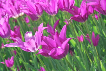 Lipstick kiss on white background