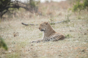 Leopard laying in the grass.
