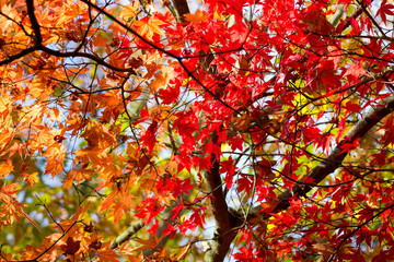 Red leaves of Acer tree in Autumn. Backlit shallow depth of field.