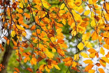 Golden brown leaves in Autumn. Backlit medium close-up with shallow depth of field.