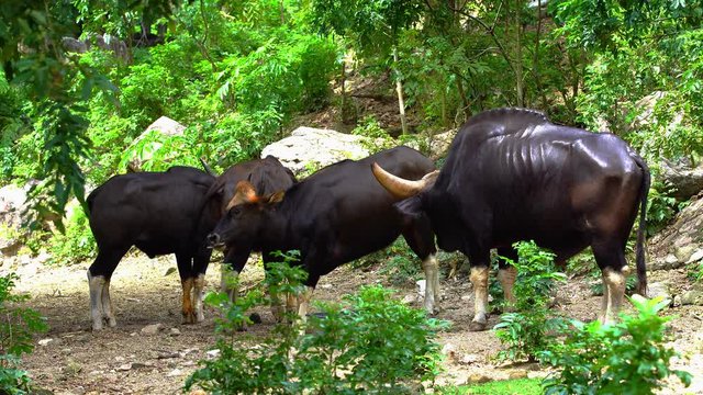 Gaur(Bos gaurus) or Indian bison
