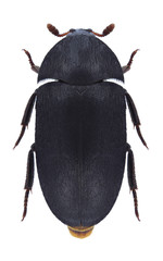 Beetle Dermestes olivieri on a white background