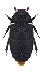 Beetle Dermestes olivieri on a white background