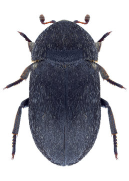Beetle Dermestes laniarius on a white background