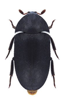 Beetle Dermestes olivieri on a white background