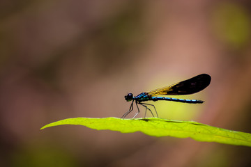 Dragonfly on green leaf.