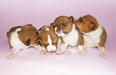 puppies sleeping on the bed