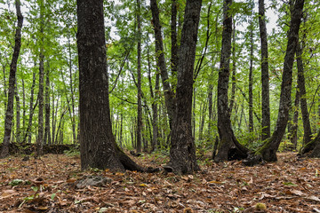 Chestnut forest in Montanchez