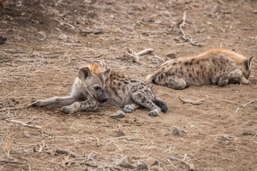 Young Spotted hyena laying on the ground.