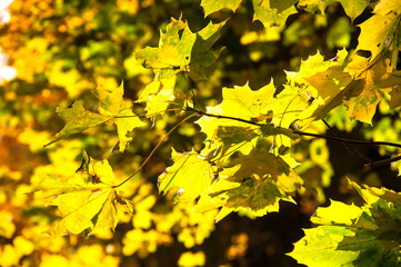 Yellow maple leaves in autumn