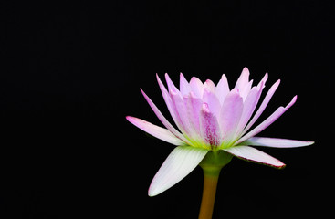 Obraz premium Lotus, wallapersbackground