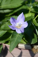 Platycodon grandiflorus flower in nature garden
