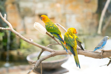 KL Bird Park. Peach Face Lovebird Parrot (Agapornis roseicollis)