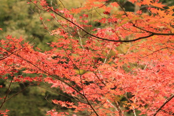 モミジの紅葉