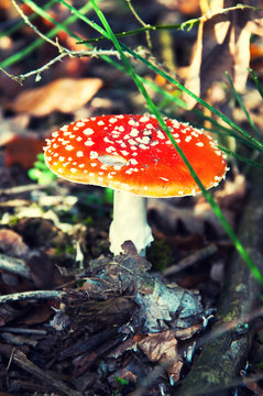 Toadstool growing in forest