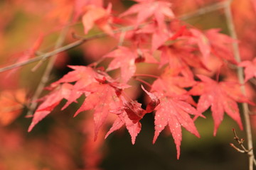 モミジの紅葉