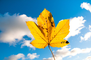 Naklejka na ściany i meble Yellow maple leaf in autumn