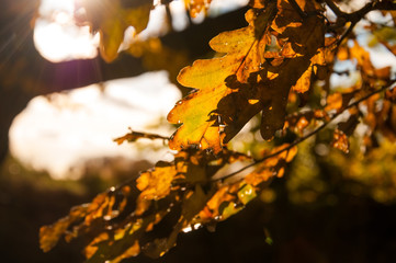Yellow leaves in autumn. Closeup