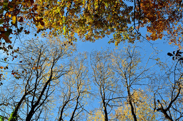 schöner Herbsttag, Wälder im Herbst