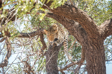 Leopard laying in a tree.
