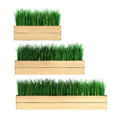 grass in a flowerpot collection 3d illustration on a white backg
