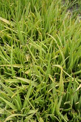 fresh green Aloe vera plants in nature garden