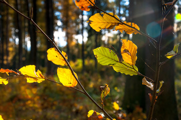Yellow leaves in autumn. Closeup