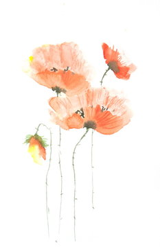 Poppy flowers on white, watercolor painting
