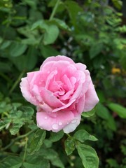 pink damask rose flower in garden