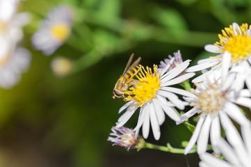 Hover fly on blossom daisy at autumn