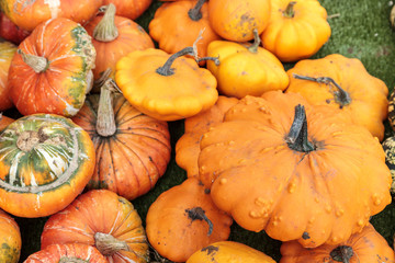 pumpkins autumn background