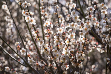 white Plum blossom