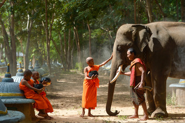 Elephant and Monk ,Surin Thailand