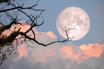 Bare tree on full moon at evening. Elements of this image furnished by NASA
