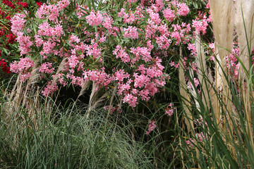 Flowering Oleander bush