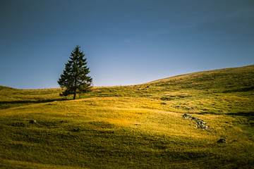 A beautiful Carpathian scenery with a single fir tree