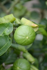 fresh lime tree in fruit garden