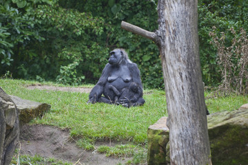 Fototapeta premium Gorillamutter mit Kind beim dösen