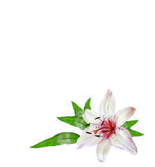 Flower lily isolated on white background.