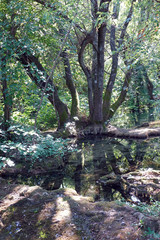 Woodland pool in Croatia