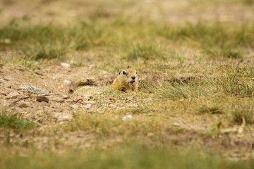 Naklejka na ściany i meble Spermophilus undulatus. Long-tailed ground squirrel carefully and cautiously peeks out of the hole. Russia. Khakassia. Gopher - selective focus. The background is blurred.