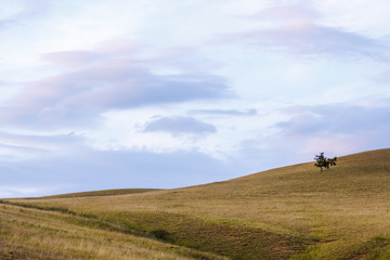 Russia. Khakassia. Western Sayan. Lonely tree among larch steppe hills.